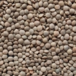 Lentilles blondes<br>