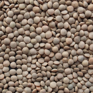 Lentilles blondes  Sac de 5 KG