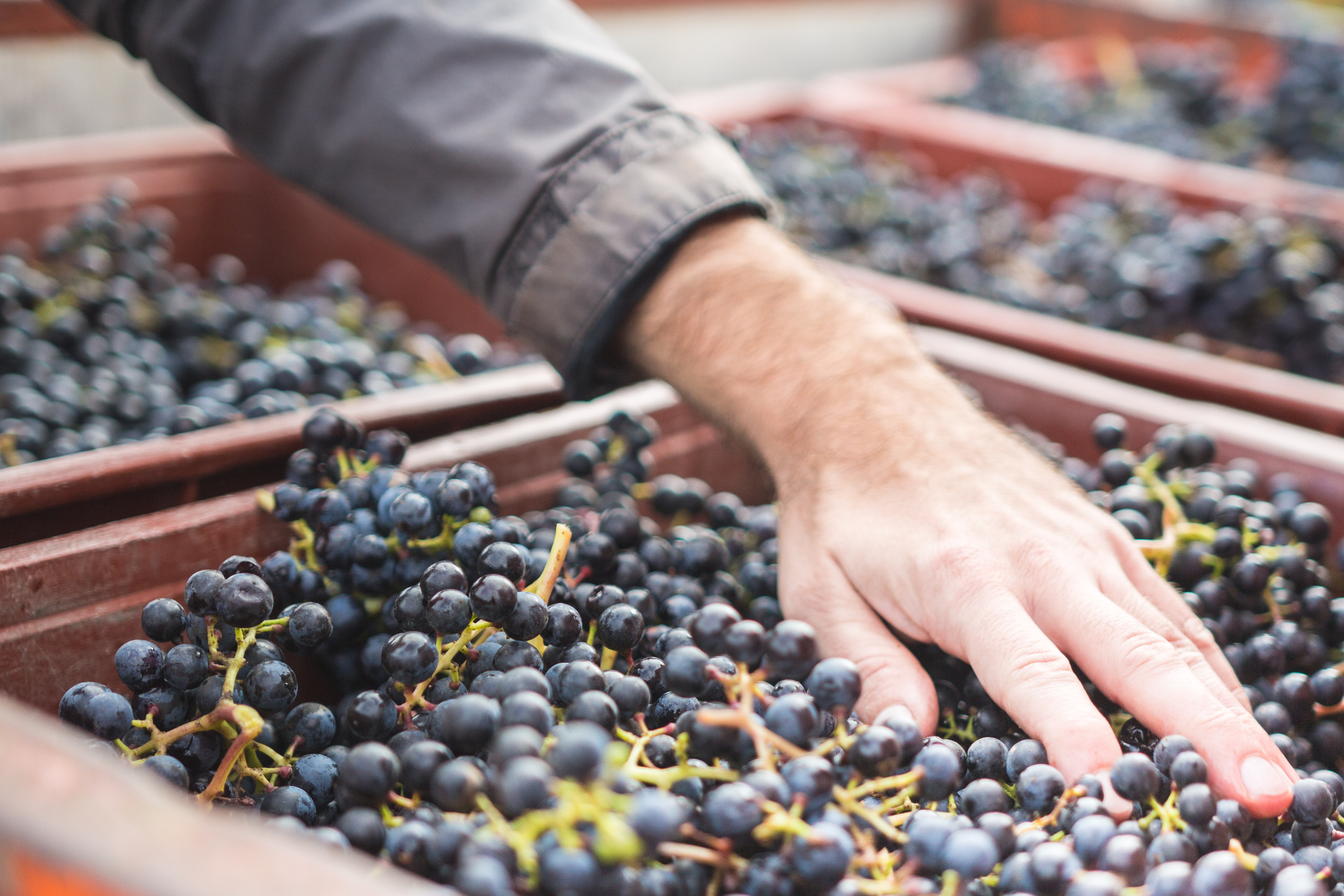 Comment fait-on le vin ?
